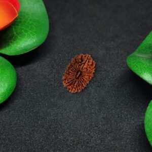 Rudraksha Nepali 21-Mukhi