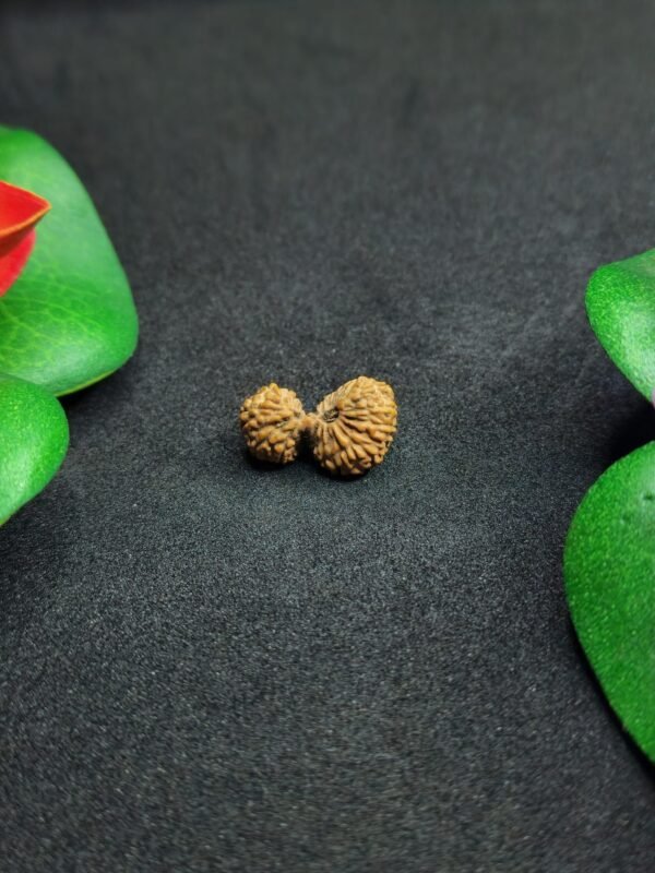 GauriShankar Rudraksha-Indonesia(Java)