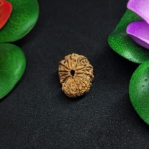 15 Mukhi Rudraksha-Indonesia(Java)