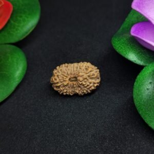 16 Mukhi Rudraksha-Indonesia(Java)