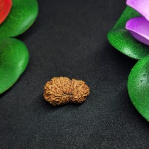 17 Mukhi Rudraksha-Indonesia(Java)