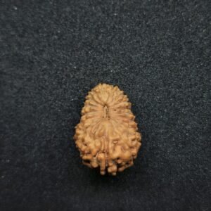 18 Mukhi Rudraksha-Indonesia(Java)