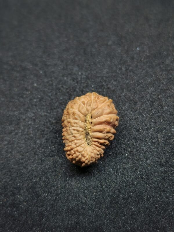 19 Mukhi Rudraksha- Indonesia(Java) - Image 2