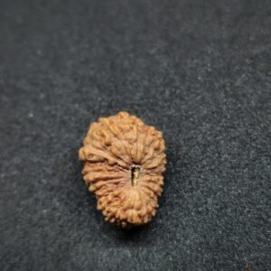 19 Mukhi Rudraksha- Indonesia(Java)
