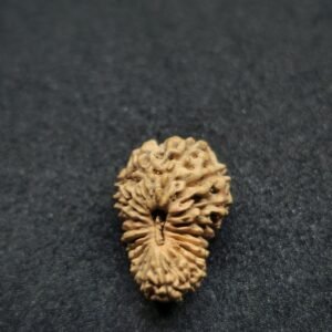 20 Mukhi Rudraksha-Indonesia(Java)