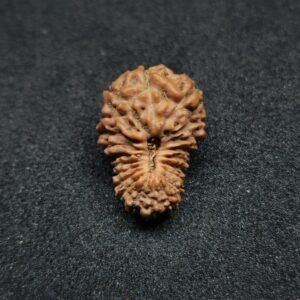 21 Mukhi Rudraksha- Indonesia(Java)