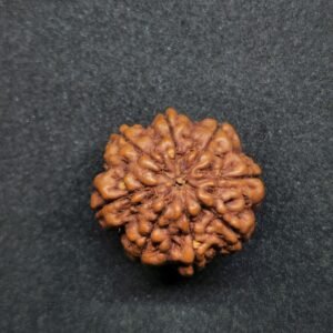 Rudraksha Indo 8-Mukhi